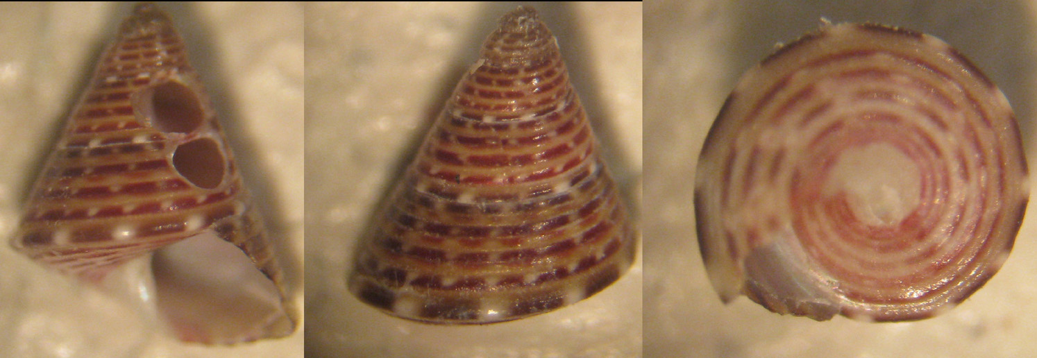 Jujubinus karpatoensis o gravinae cline est?